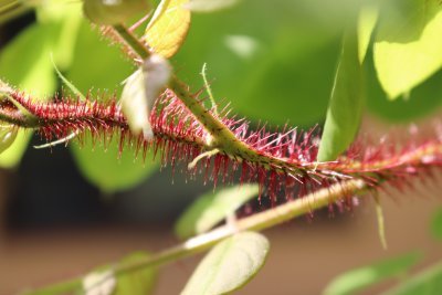 Robinia hispida 'Macrophylla' - trnovník akát - větévka